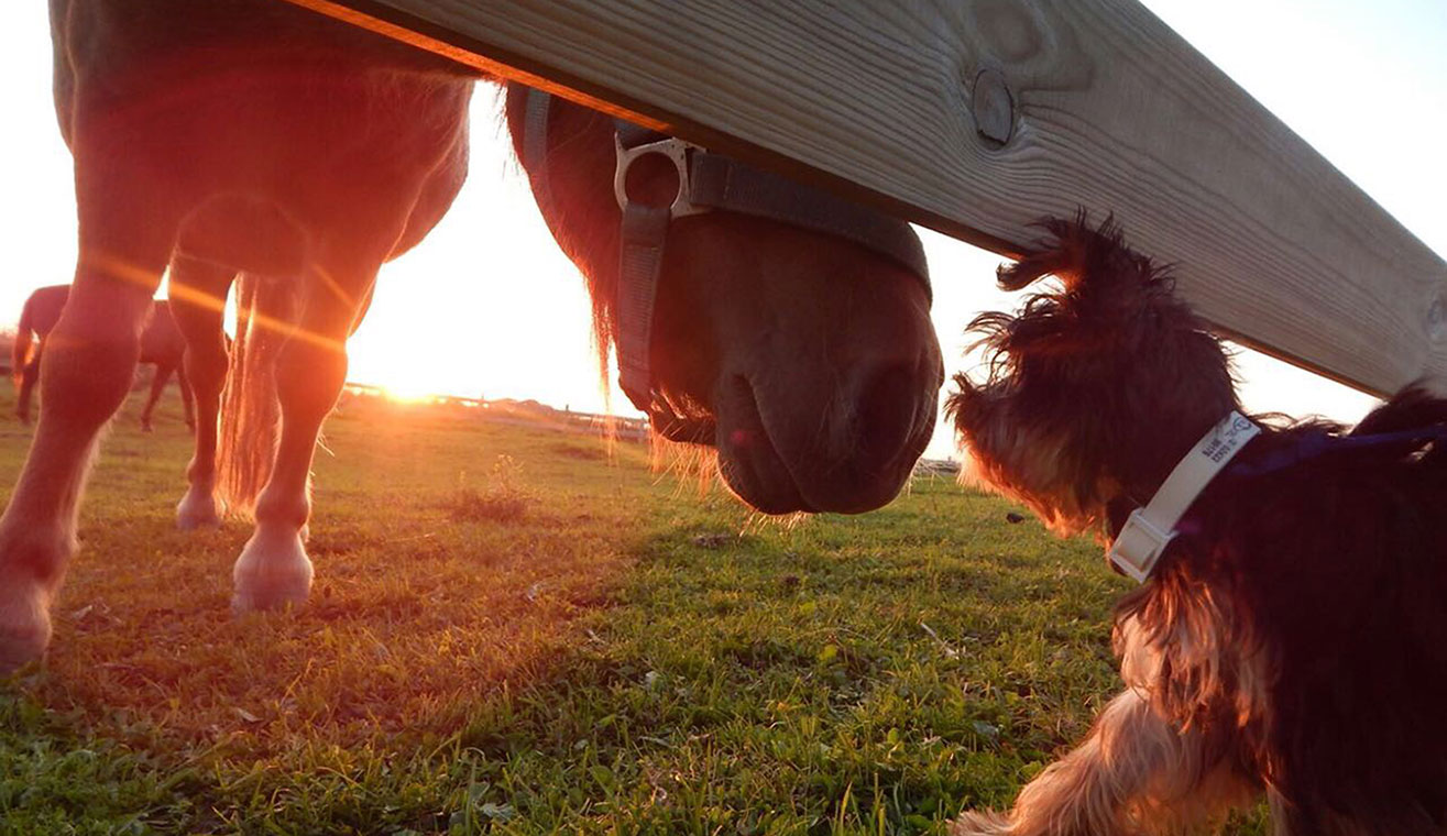Nordsee Ferienhaus Familienurlaubzu zweitmit Hund und Pferd Urlaub