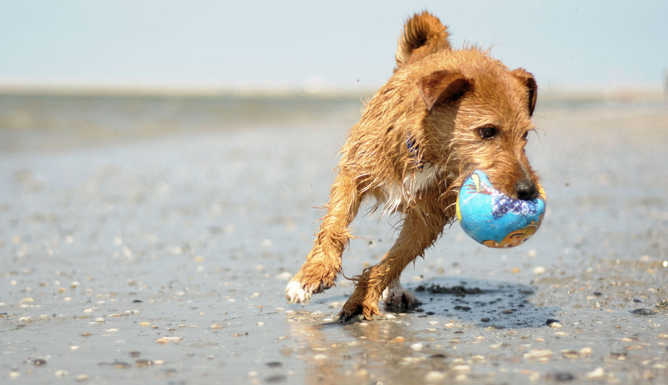 hundeurlaub-ferienhaus-mit-hund-nordsee